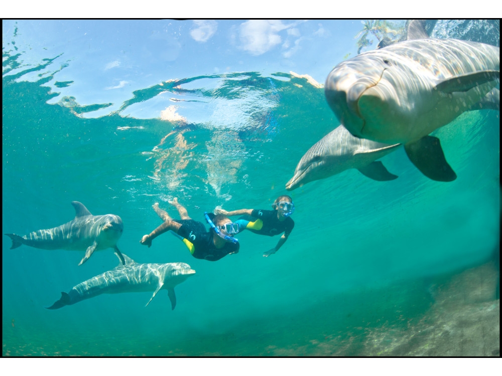 snorkeling with dolphins